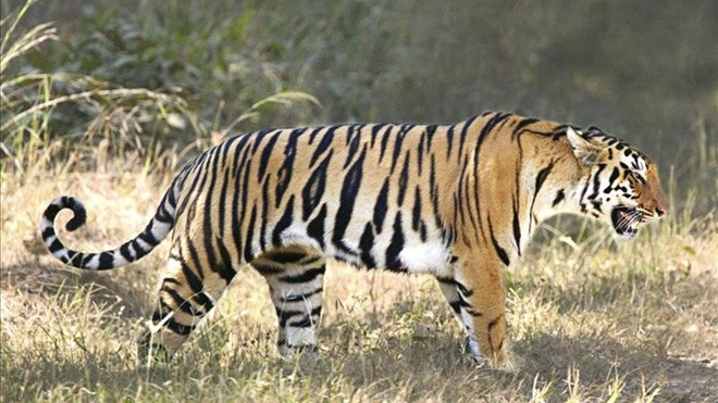 Mexican Tiger.jpg